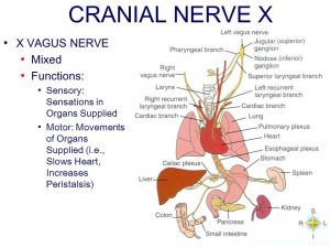 Picture of Vagus Nerve