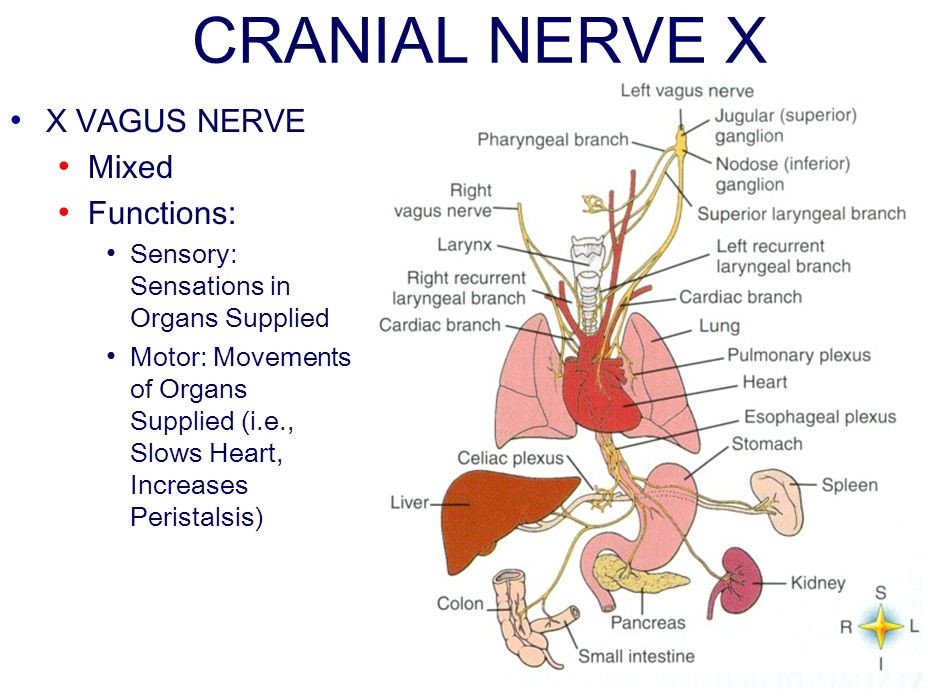 What Is The Vagus Nerve Anatomy Function Damage And My Xxx Hot Girl