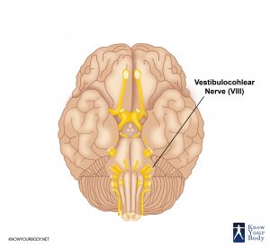 Vestibulocohlear Nerve Location