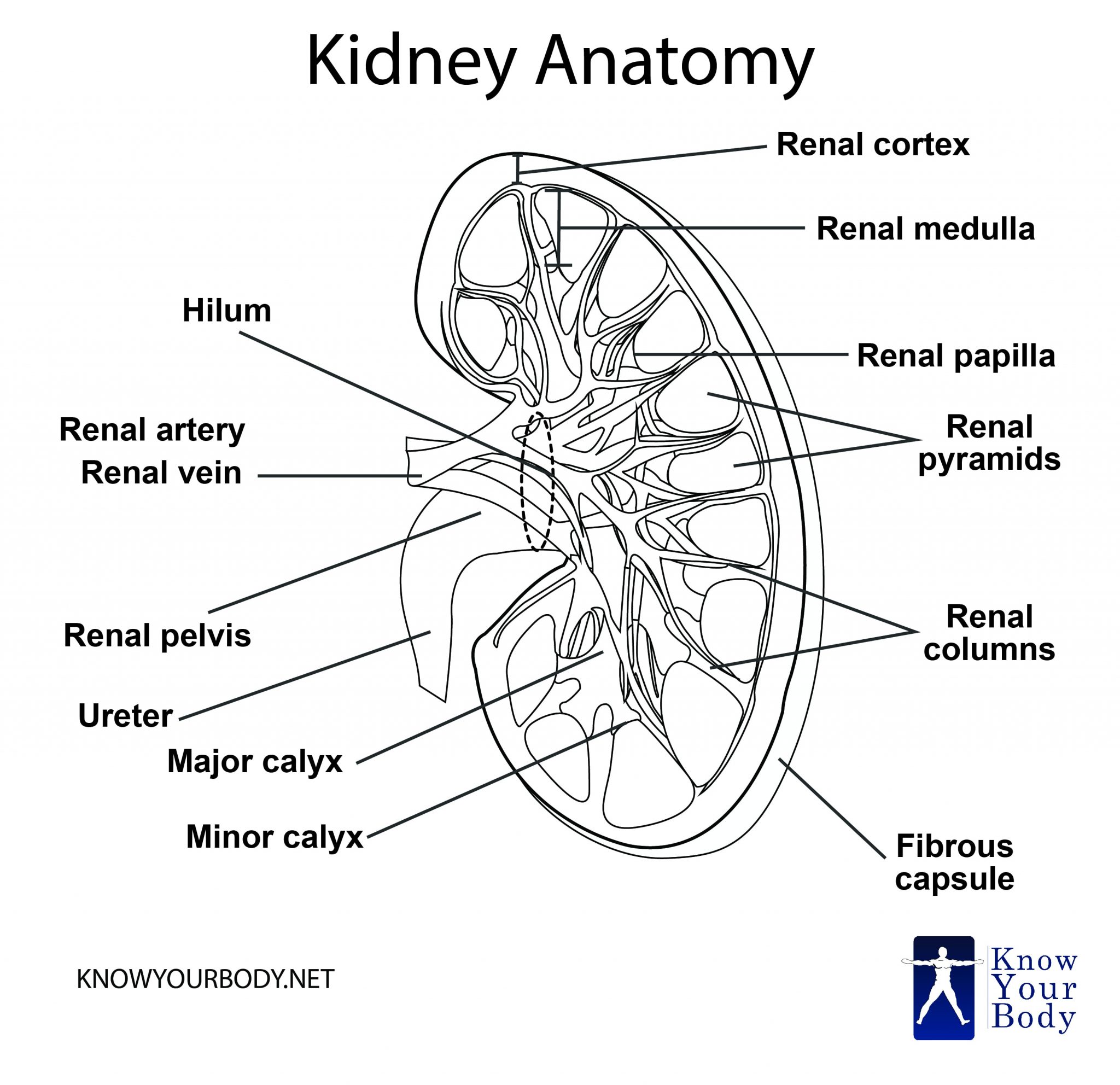 Kidney - Location, Function, Anatomy, Diagram and FAQs