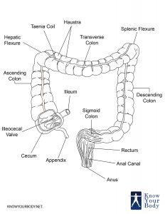 Image of Large Intestine
